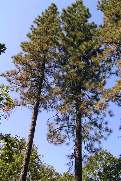 Howell Mountain 